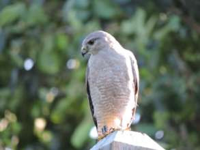 Male Ridgway's Hawk