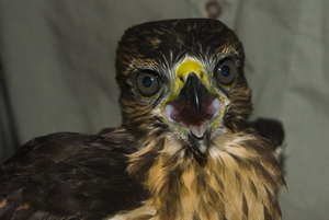 Juvenile hawk