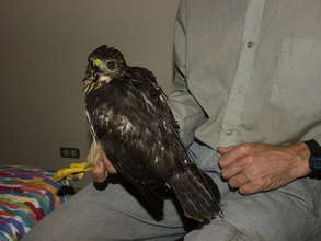 Juvenile hawk prior to reintroduction