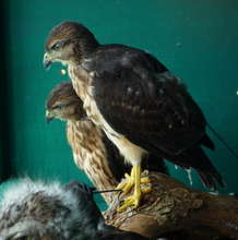 Juvenile hawk in hacking box