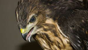 Juvenile Ridgway Hawk