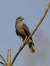Male adult hawk