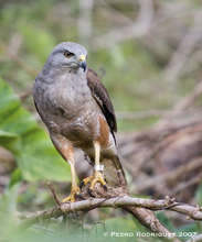 Male adult hawk