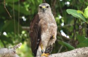 Conserving the Ridgway's Hawk in Punta Cana, DR