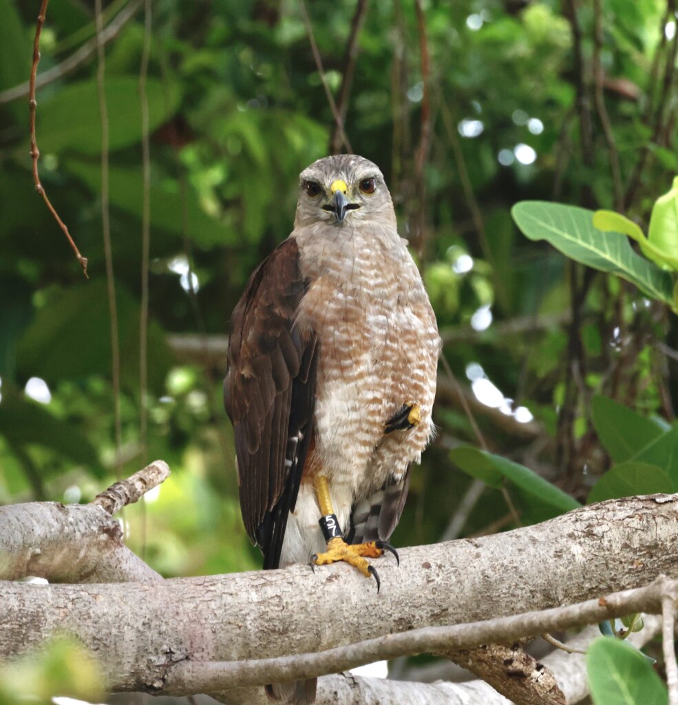 Conserving the Ridgway's Hawk in Punta Cana, DR