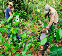 Field crew in Los Limones