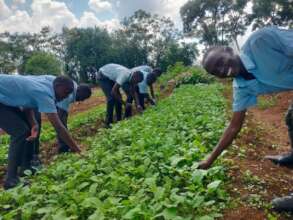 Students tending to African kale