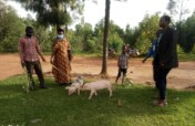 Livestock for 200 Poor Families in Rulindo, Rwanda