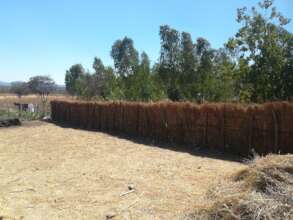 Straw fencing protects crops from animals