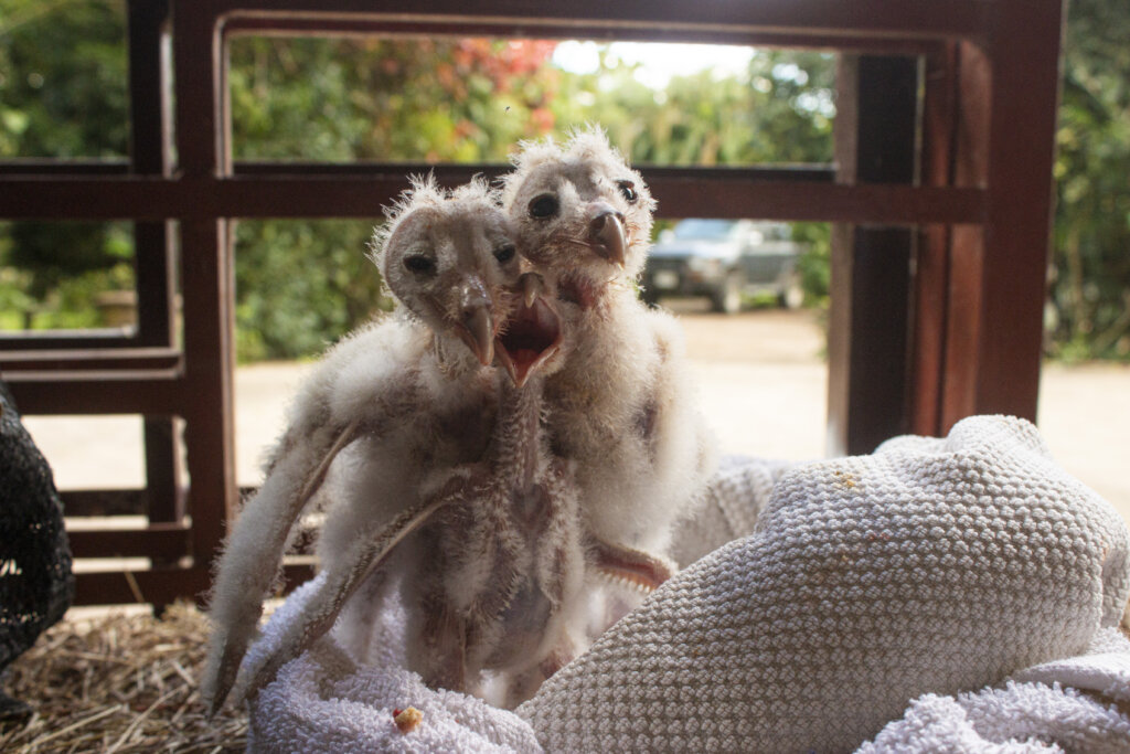 Baby Barn Owl Rescue Fund
