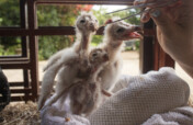 Baby Barn Owl Rescue Fund