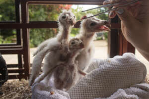 Baby Barn Owl Rescue Fund