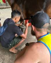Owners treating their own horses under supervision