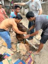 Treating a colicky working horse on the island