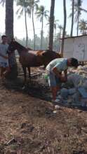 Farrier at work