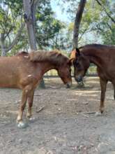 Mamba and Rocky enjoying turn out time