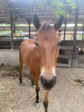Fiki who suffers from EMS requires feed management