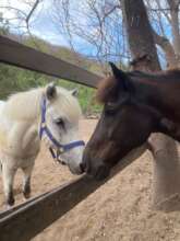Rainbow and Tyson making friends