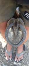 Cheap local shoes damage ponies feet