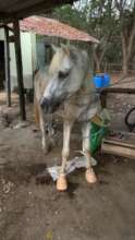 A fine pony pedicure