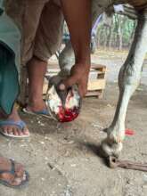 Local farriers trained to treat to treat injuries.