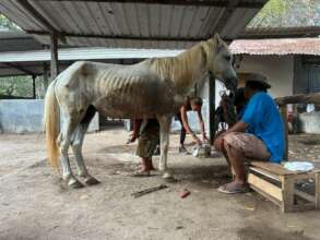 A poorly horse that has come in for treatment.