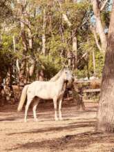 Beautiful Vegas enjoying paddock time
