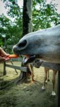 We never run out of carrots