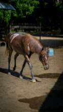 Tyson enjoying his daily paddock time