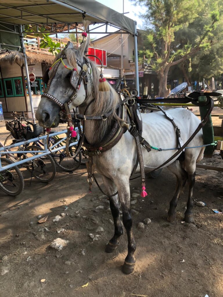Help the working and rescue ponies on Gili T