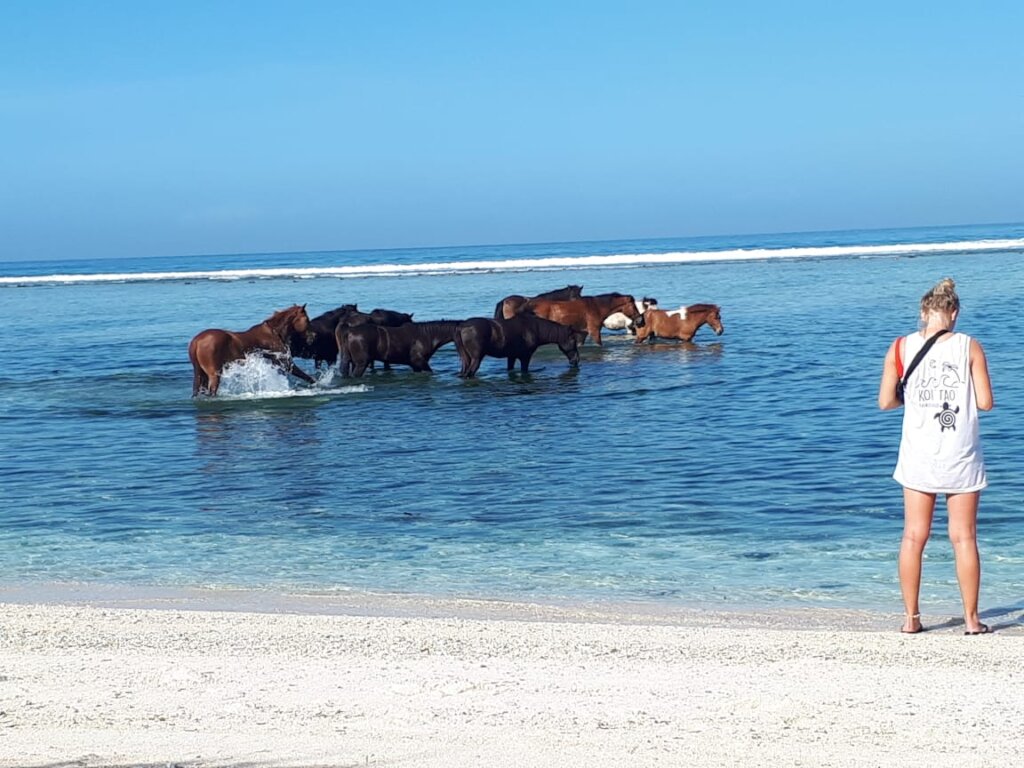Stud ponies cooling off in the sea