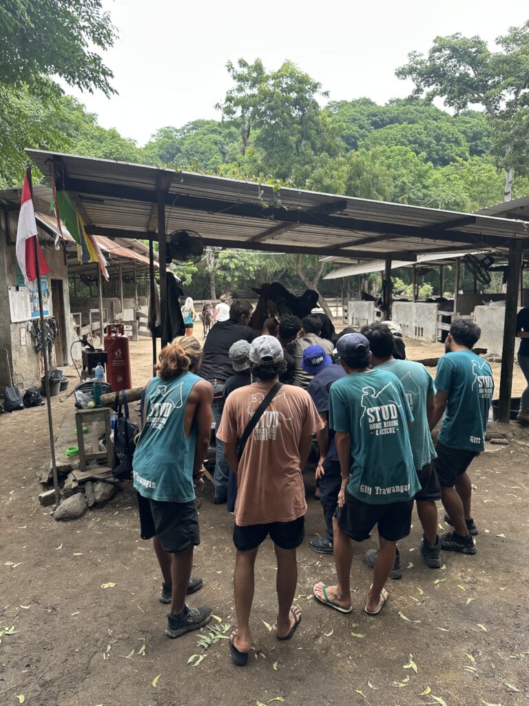 Help the working and rescue ponies on Gili T
