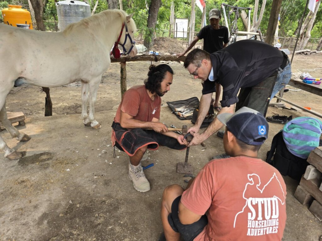 Help the working and rescue ponies on Gili T