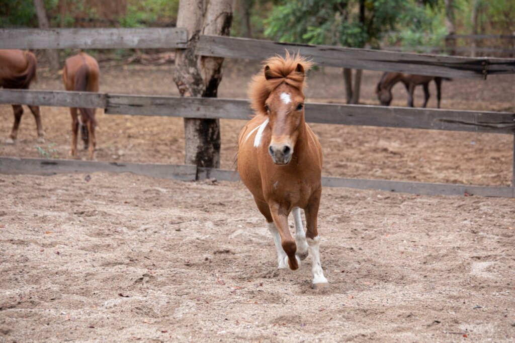 Help the working and rescue ponies on Gili T