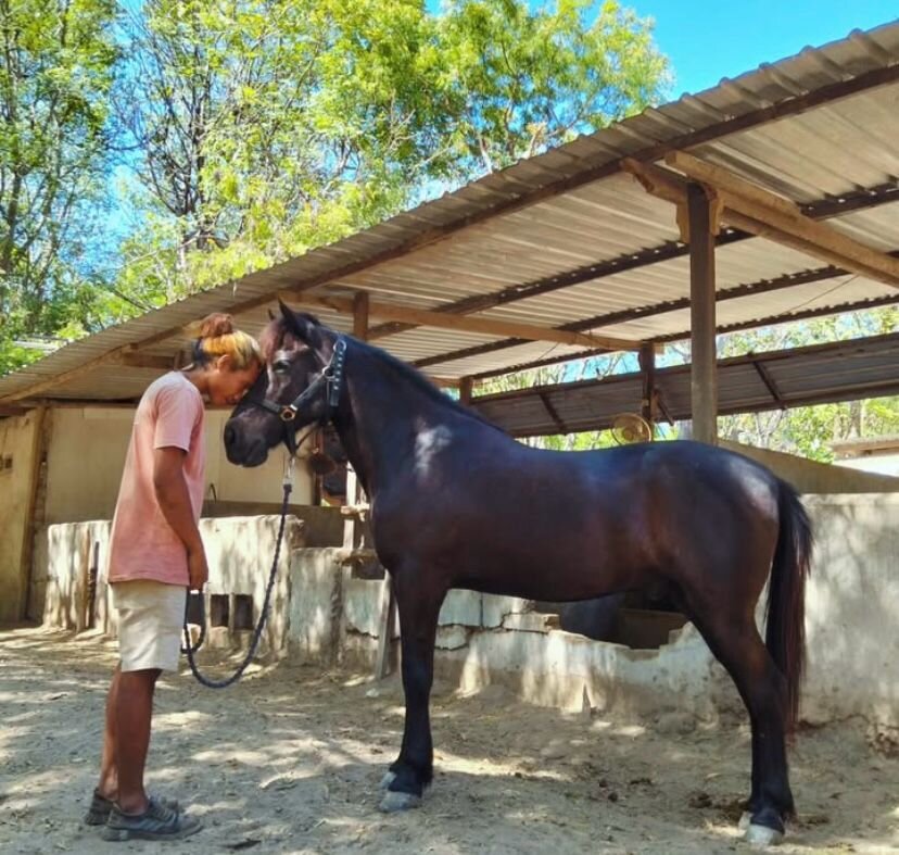 Help the working and rescue ponies on Gili T