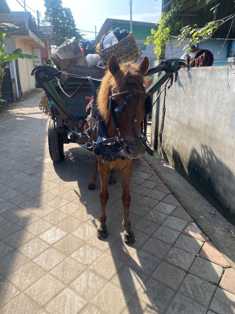Help the working and rescue ponies on Gili T