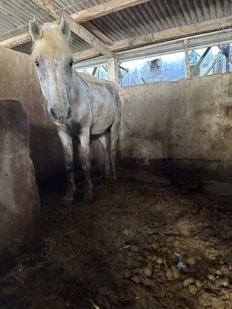 Help the working and rescue ponies on Gili T