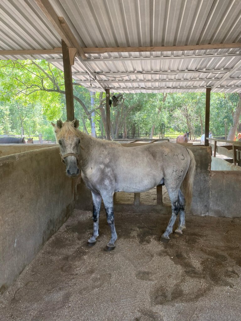 Help the working and rescue ponies on Gili T