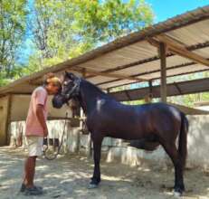 The Stud Team love the horses