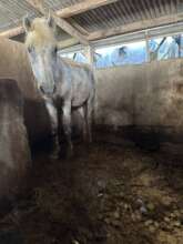 Rainbow's living conditions