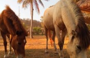 Help the working and rescue ponies on Gili T