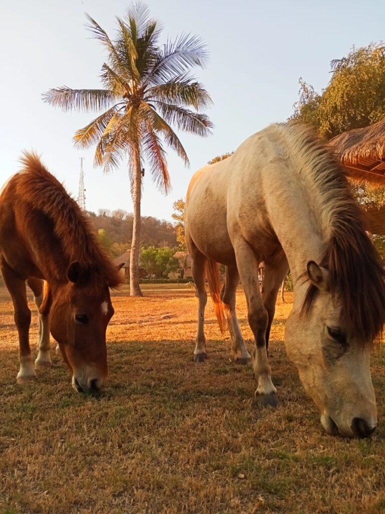 Help the working and rescue ponies on Gili T