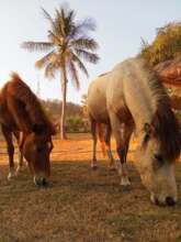 Help the working and rescue ponies on Gili T