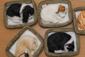 Woofy the Jack Russell and friends!