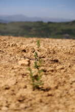 willow plantlets, planted early May, Breza