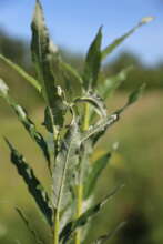top of a 1-year old willow plant, Kreka, Bosnia