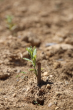 an emerging willow plantlet, May 2022