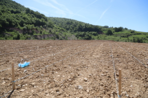 Freshly planted willow on Breza coalmine, Bosnia