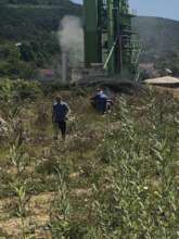miners working in willow plantation at Breza mine