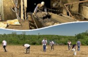 Willow - a tree gives jobs to miners in Bosnia